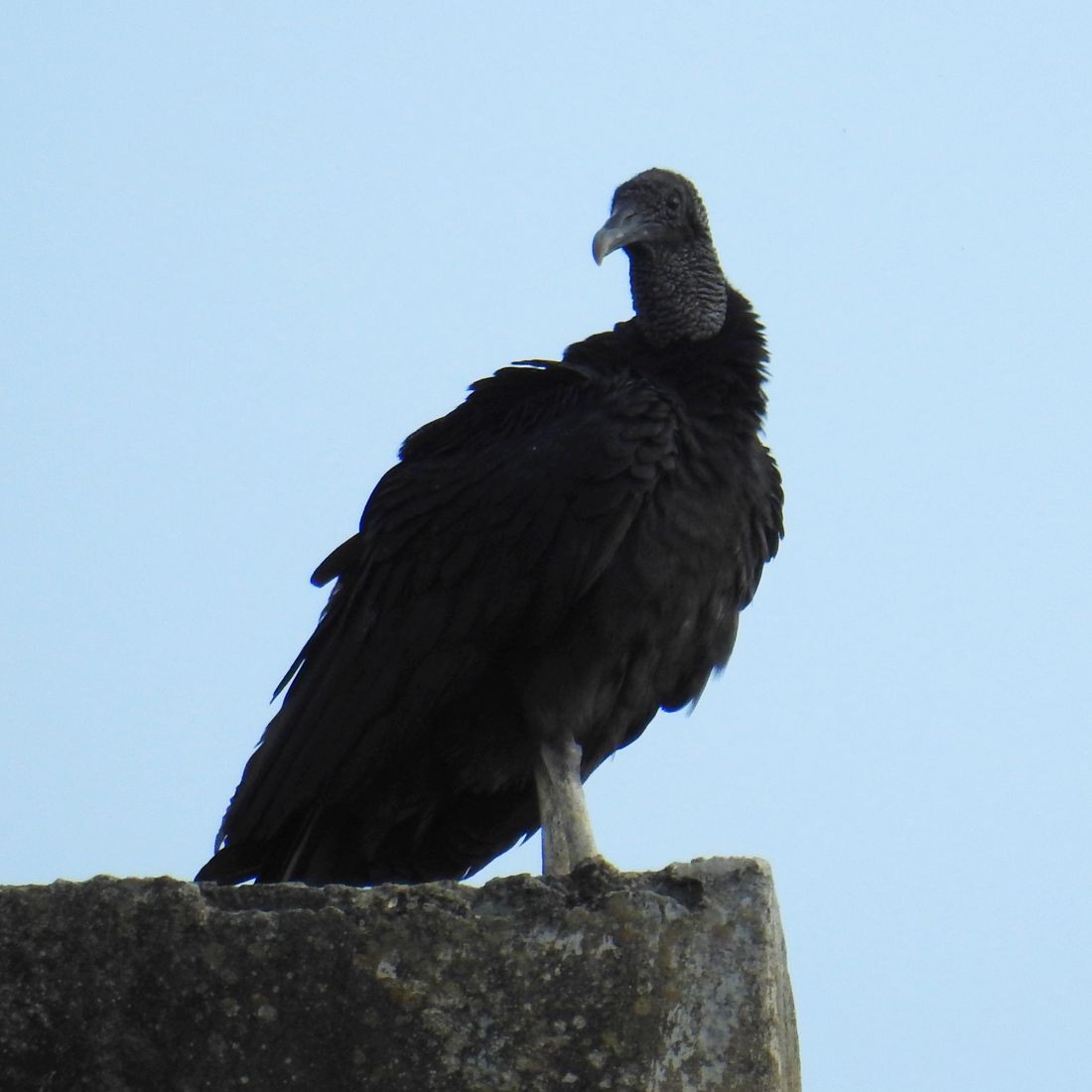 Black Vulture - ML149646451