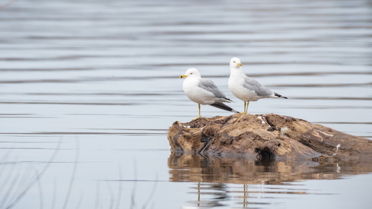 Ring-billed Gull - Kyle Tansley