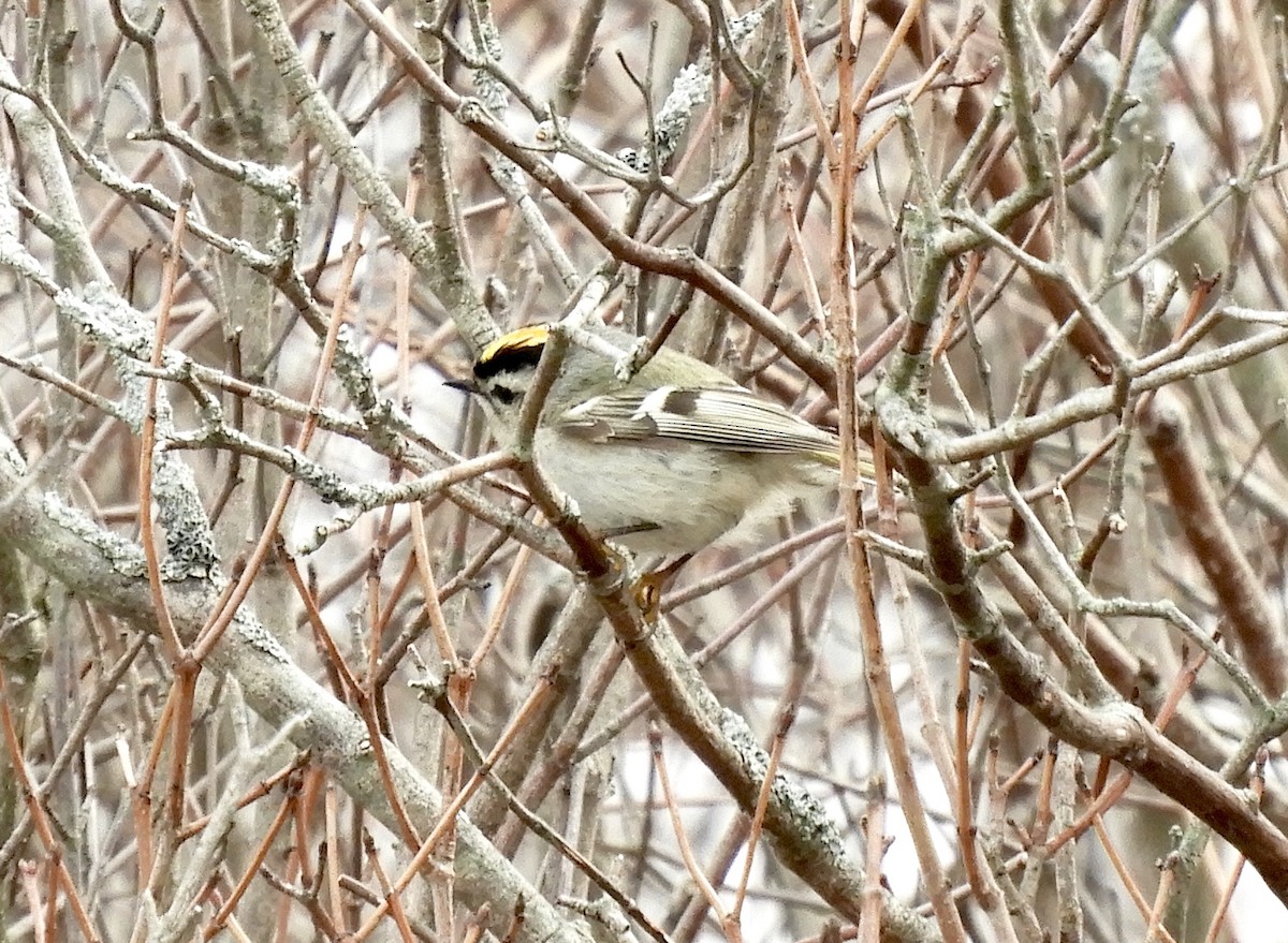 Golden-crowned Kinglet - Eunice Thein