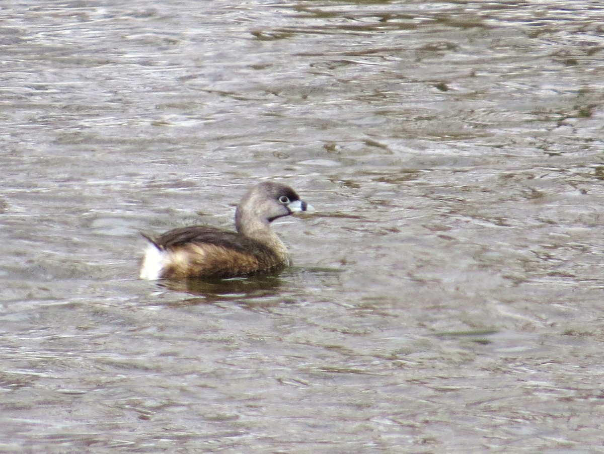 Pied-billed Grebe - Chris Anderson