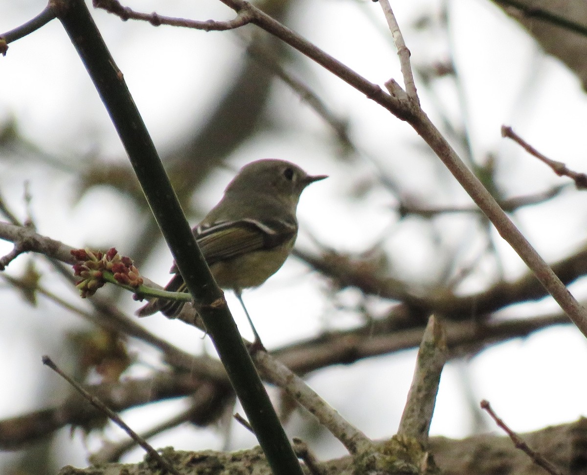 Ruby-crowned Kinglet - Patricia and Richard Williams