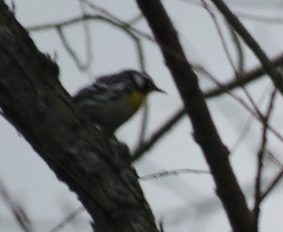 Yellow-throated Warbler - ML149650231