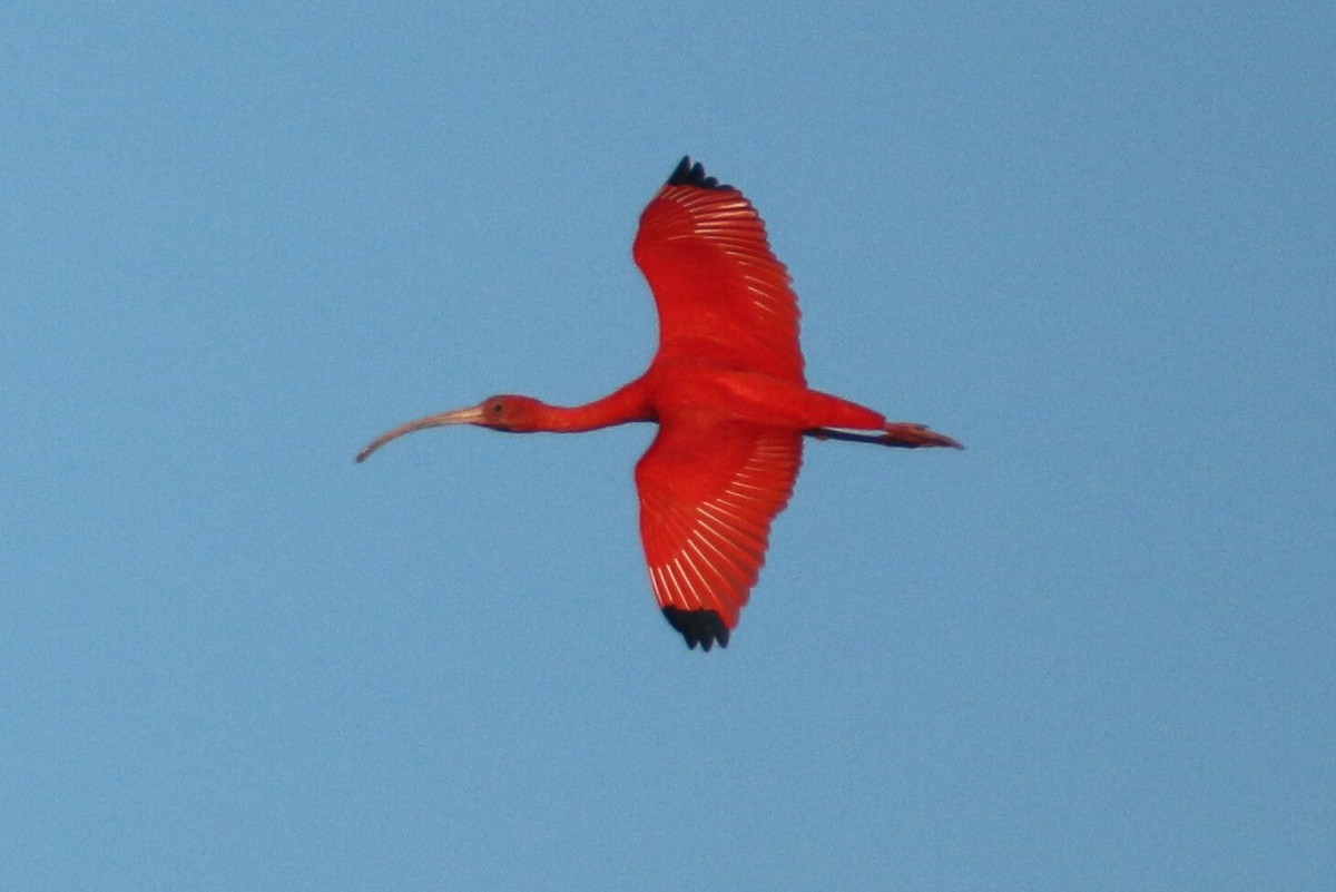 Scarlet Ibis - Ken Oeser