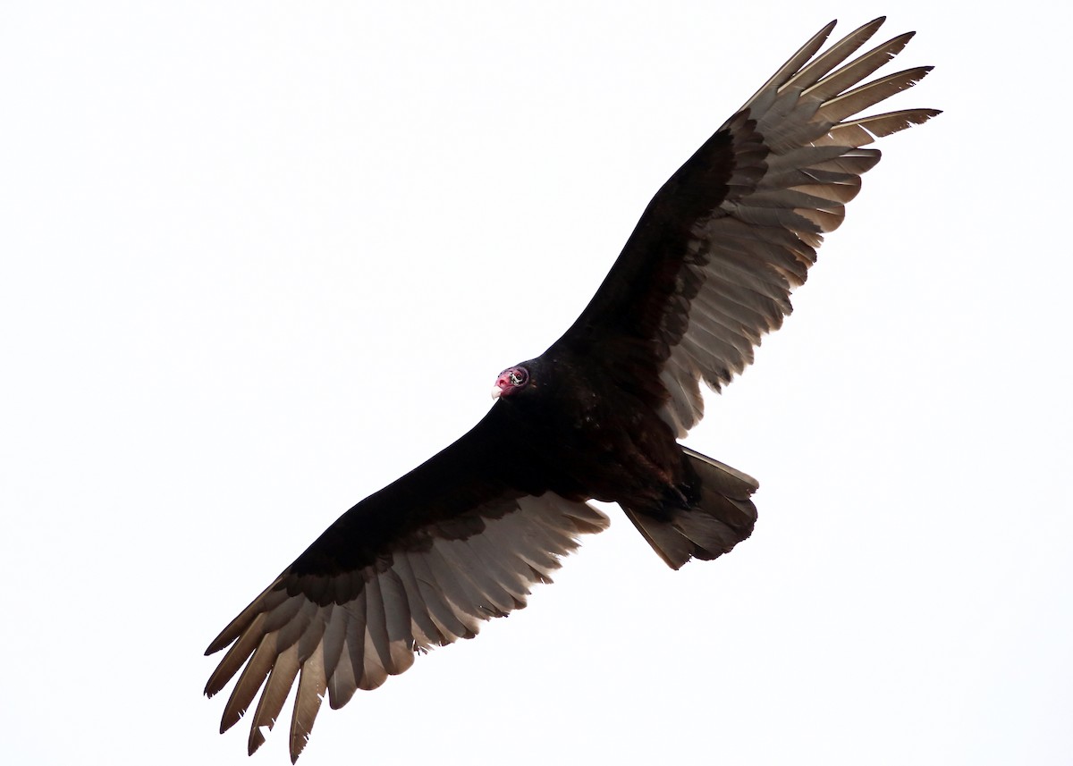 Turkey Vulture - Tom Murray