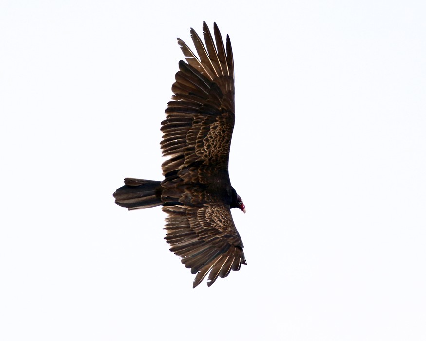 Turkey Vulture - ML149651751