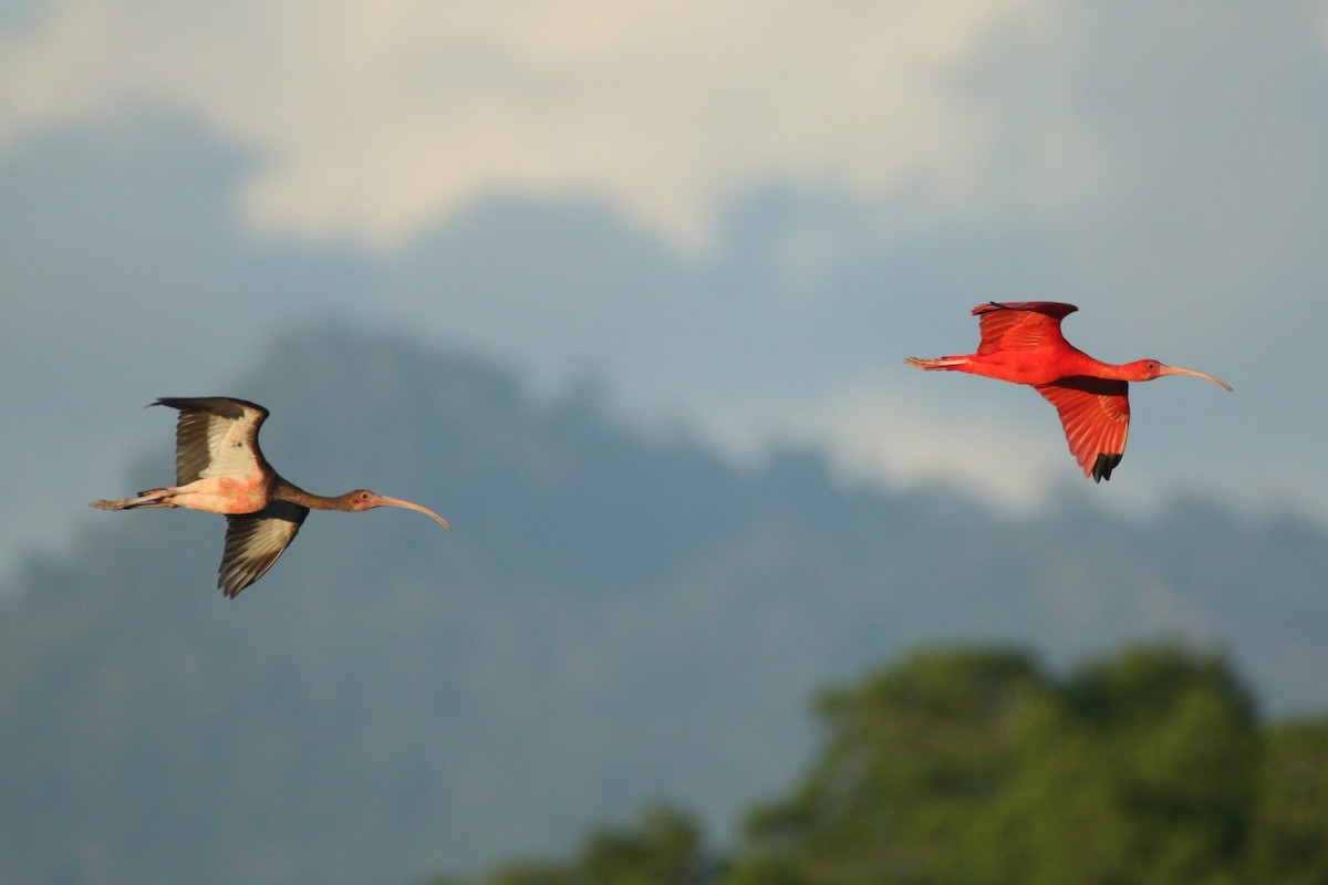 Scarlet Ibis - Ken Oeser