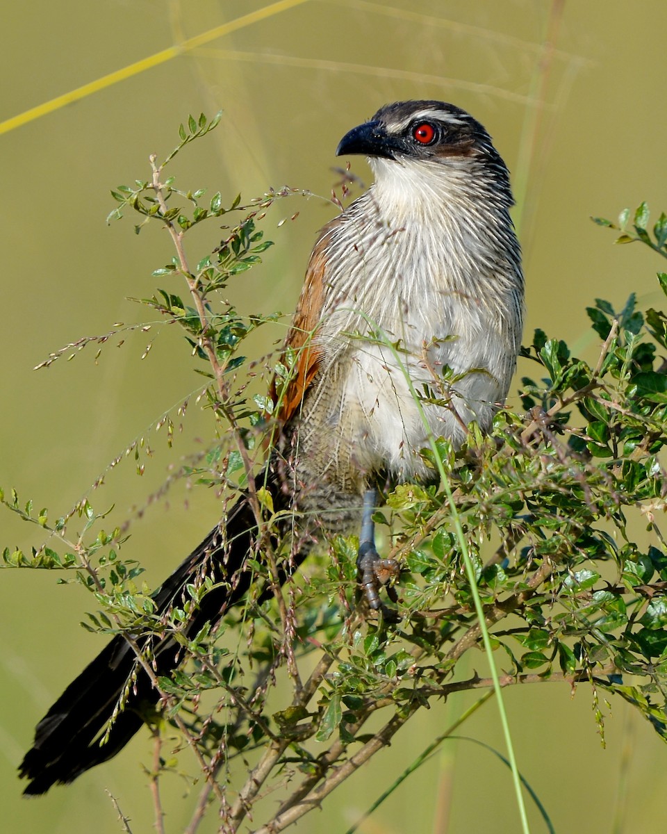 White-browed Coucal - ML149655711