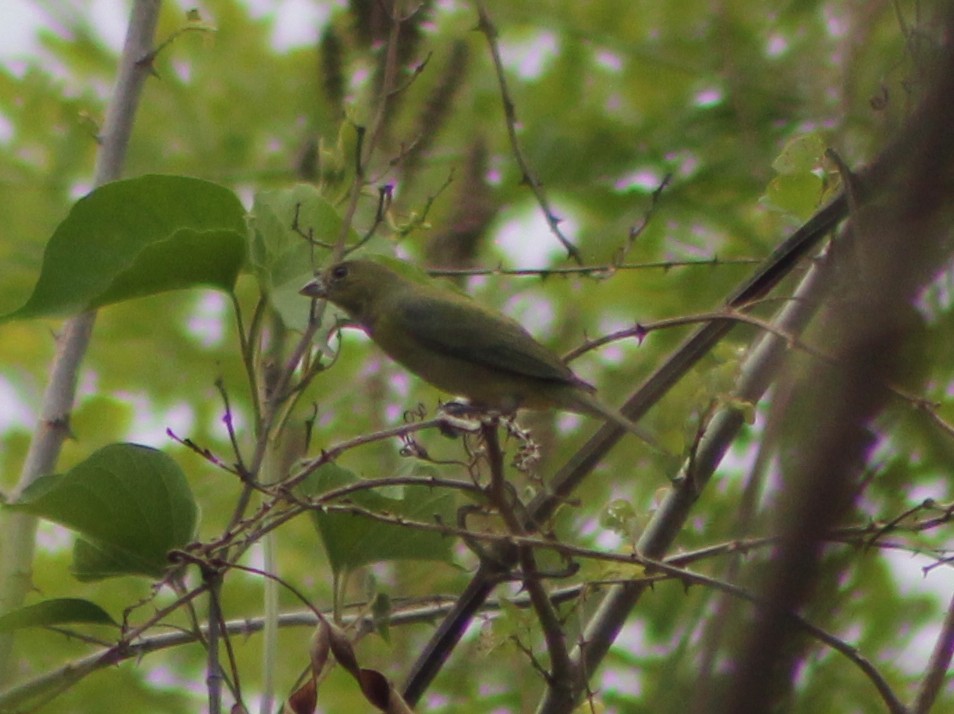 Painted Bunting - ML149656271