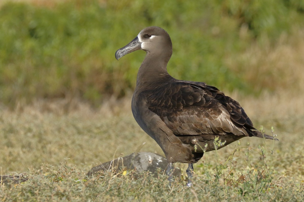 Albatros à pieds noirs - ML149656341