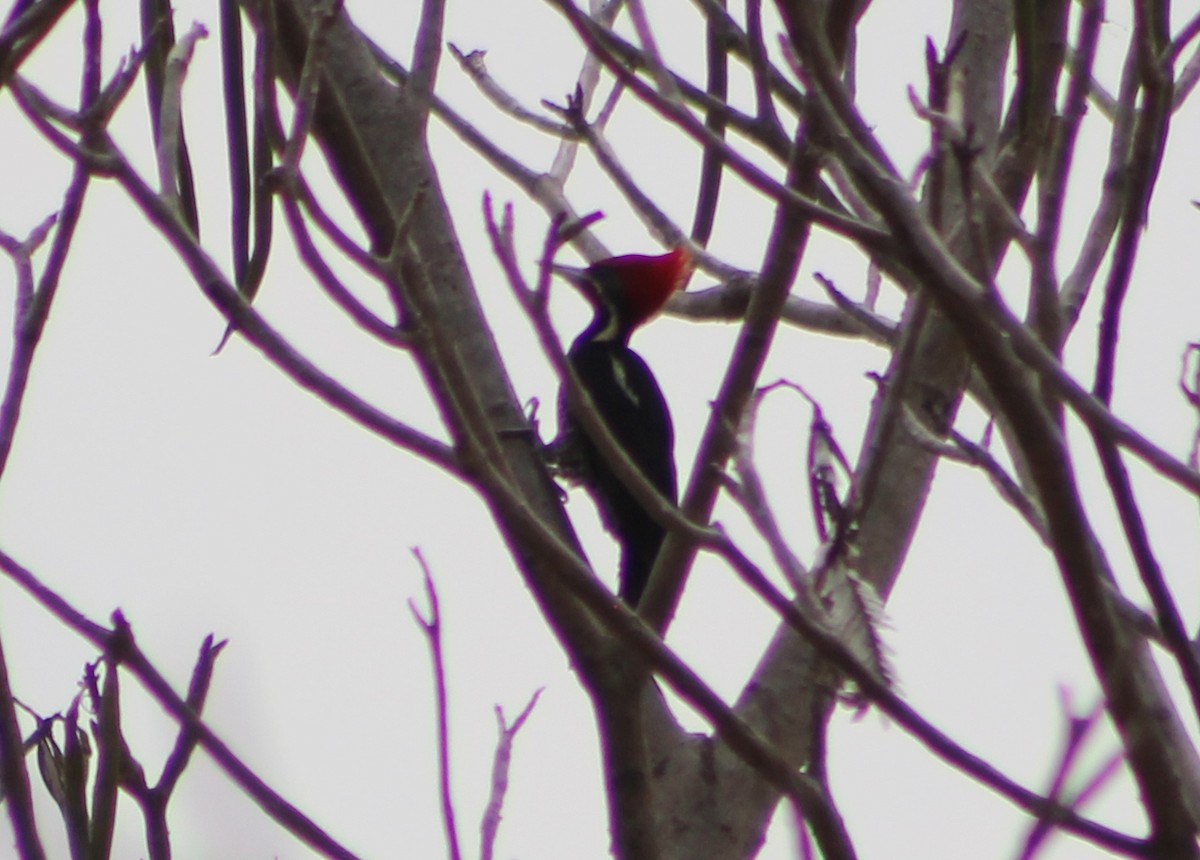 Lineated Woodpecker - ML149656641