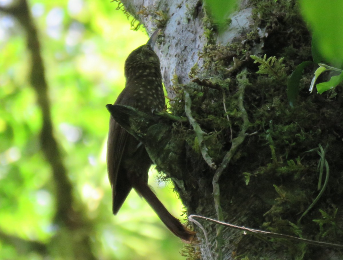 Spotted Woodcreeper - ML149660761