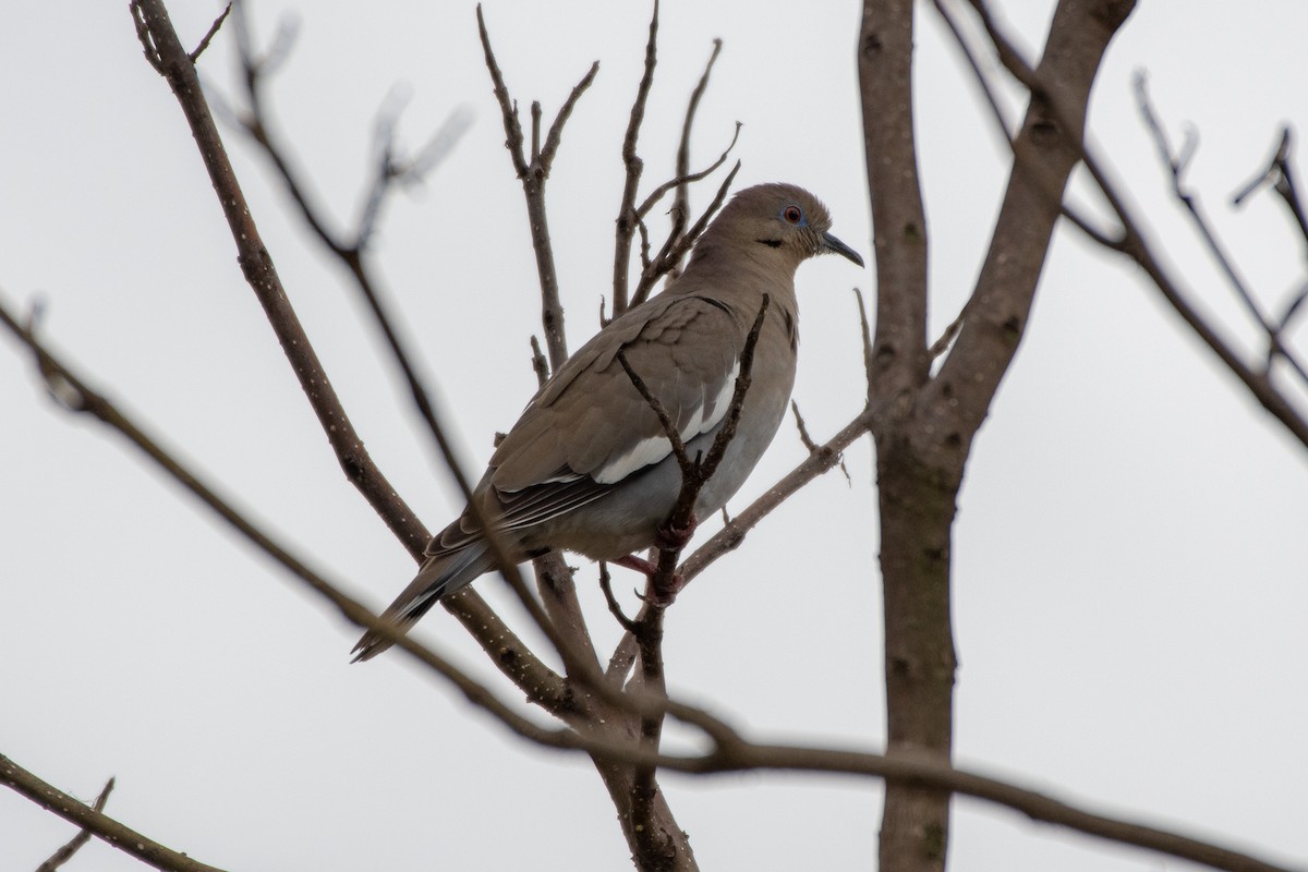 White-winged Dove - ML149661051