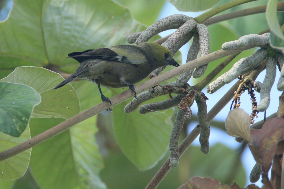 Palm Tanager - Ken Oeser