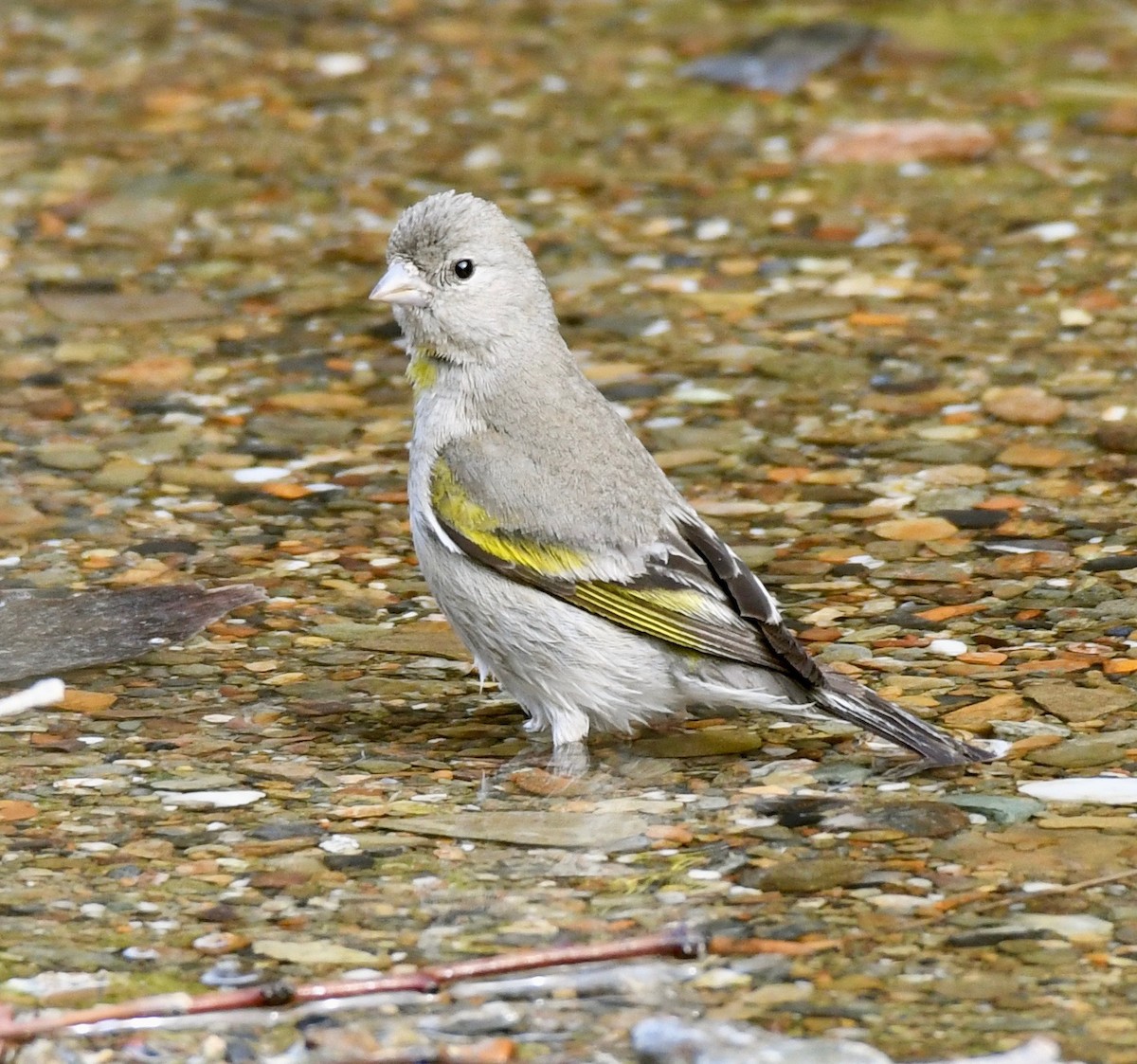 Lawrence's Goldfinch - ML149664821