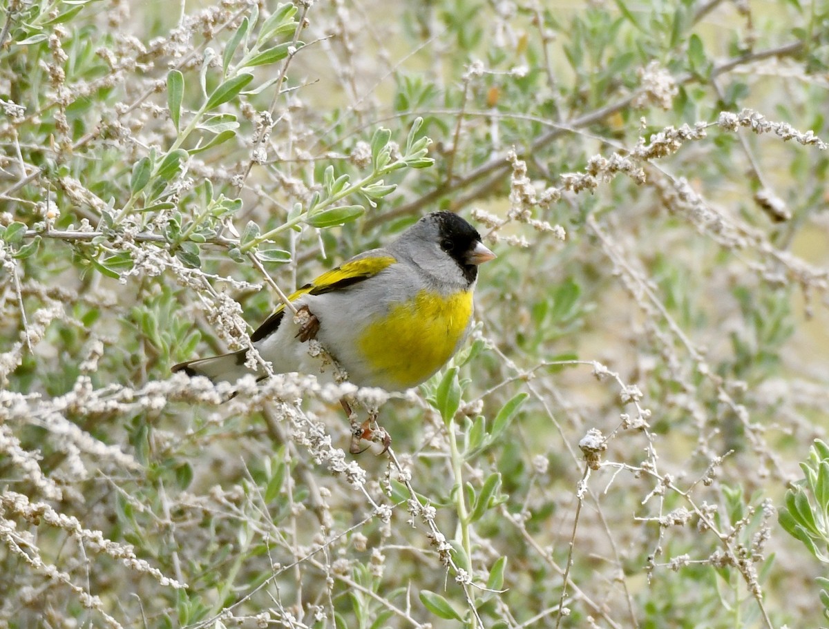 Lawrence's Goldfinch - ML149664841