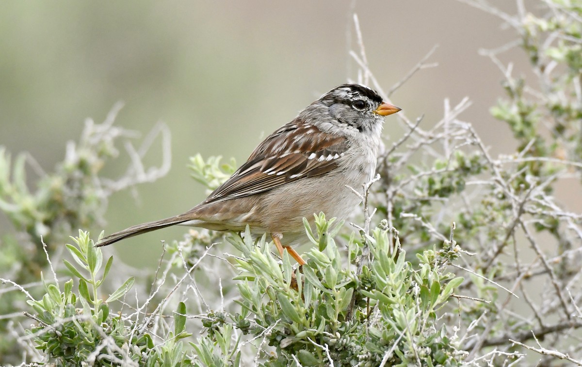 White-crowned Sparrow - ML149664941