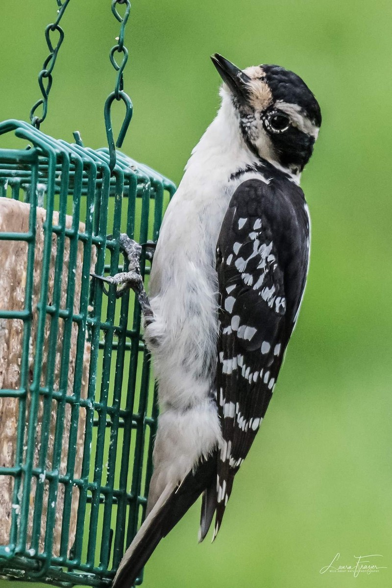 Hairy Woodpecker - LAURA FRAZIER