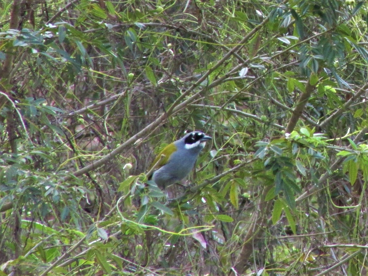 Gray-crowned Palm-Tanager - ML149666771