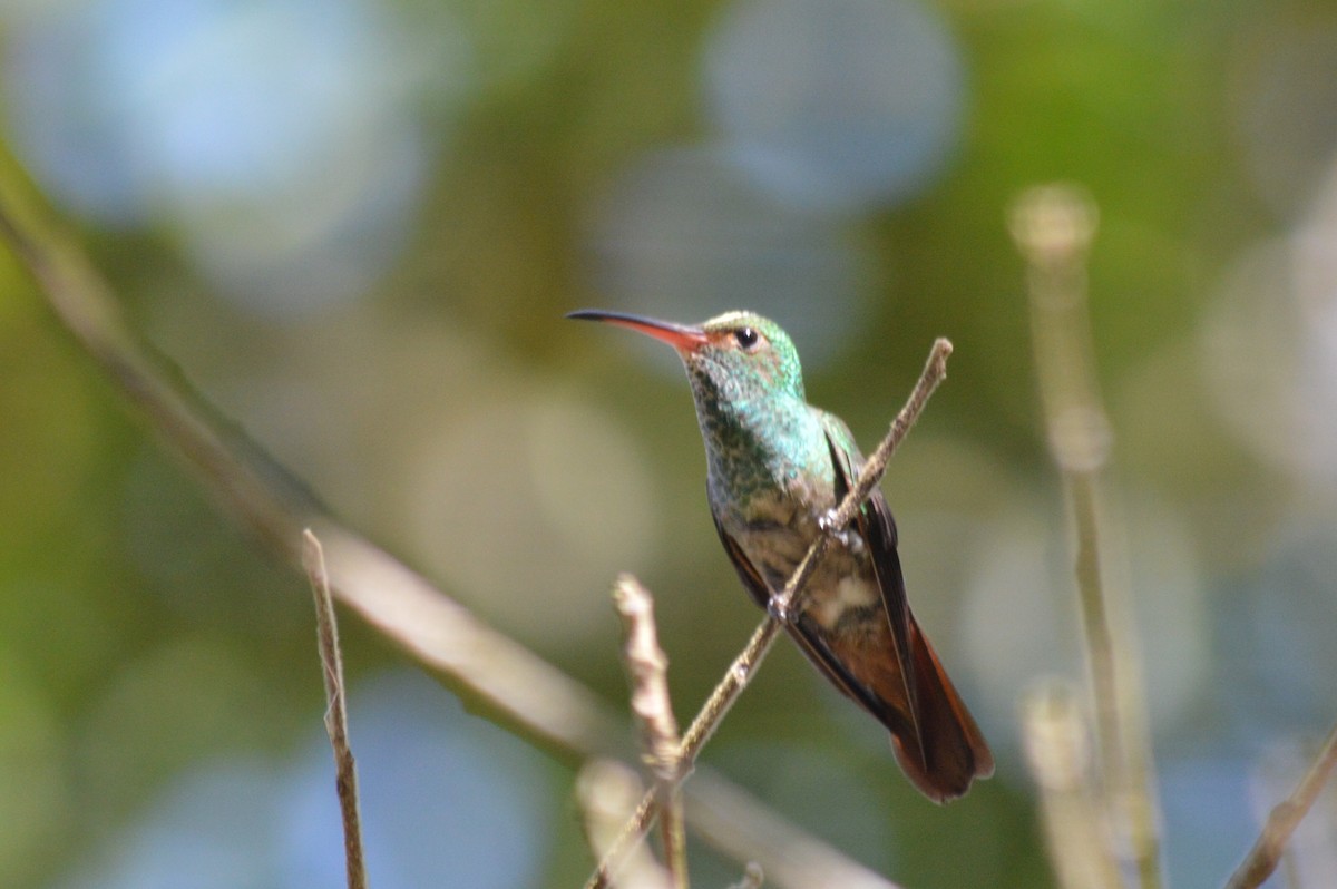 Rufous-tailed Hummingbird - Carlos Mancera (Tuxtla Birding Club)