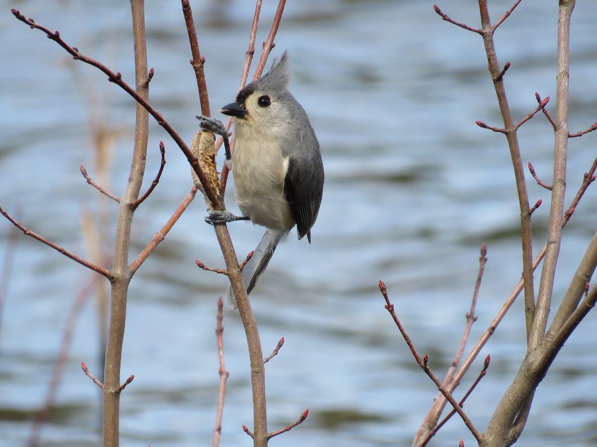 Tufted Titmouse - Becky Laboy
