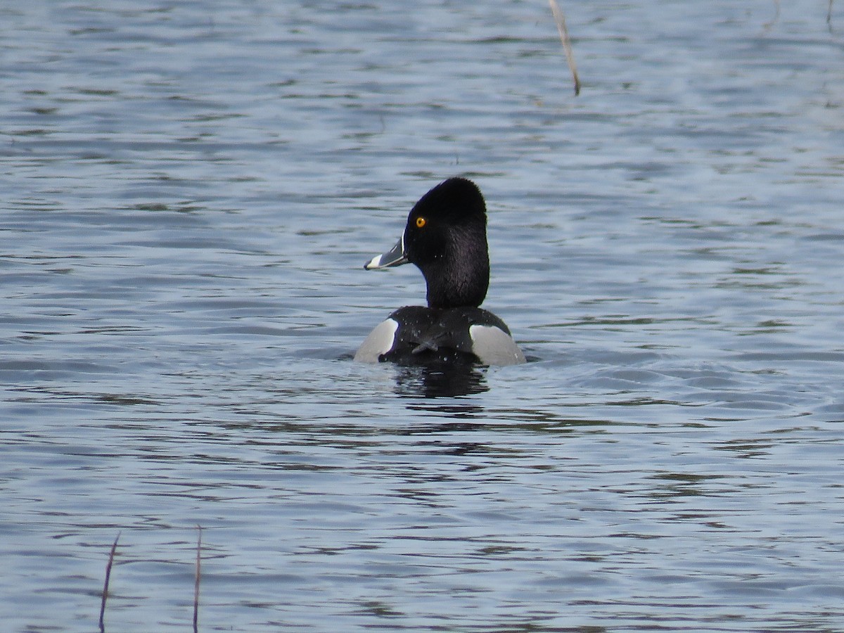 Ring-necked Duck - Becky Laboy