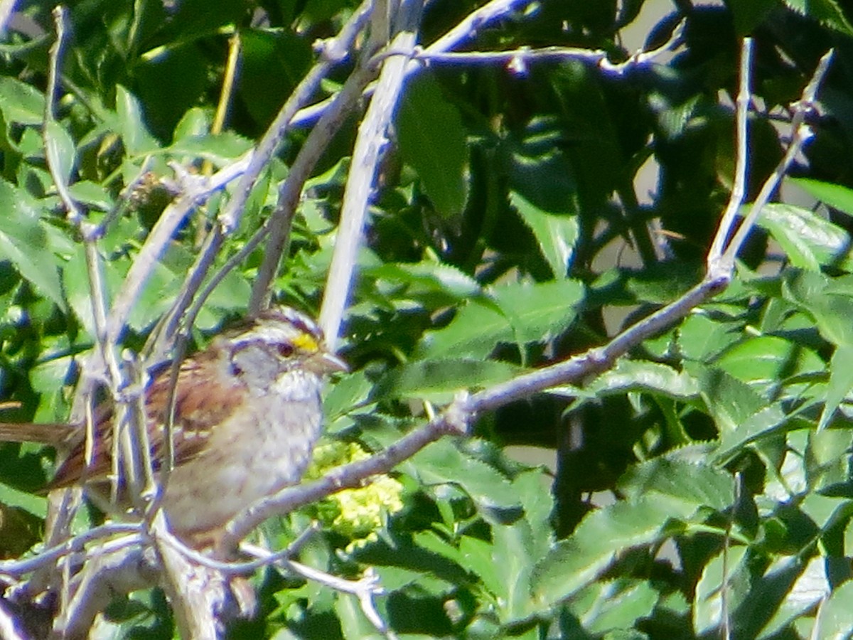 White-throated Sparrow - ML149671291