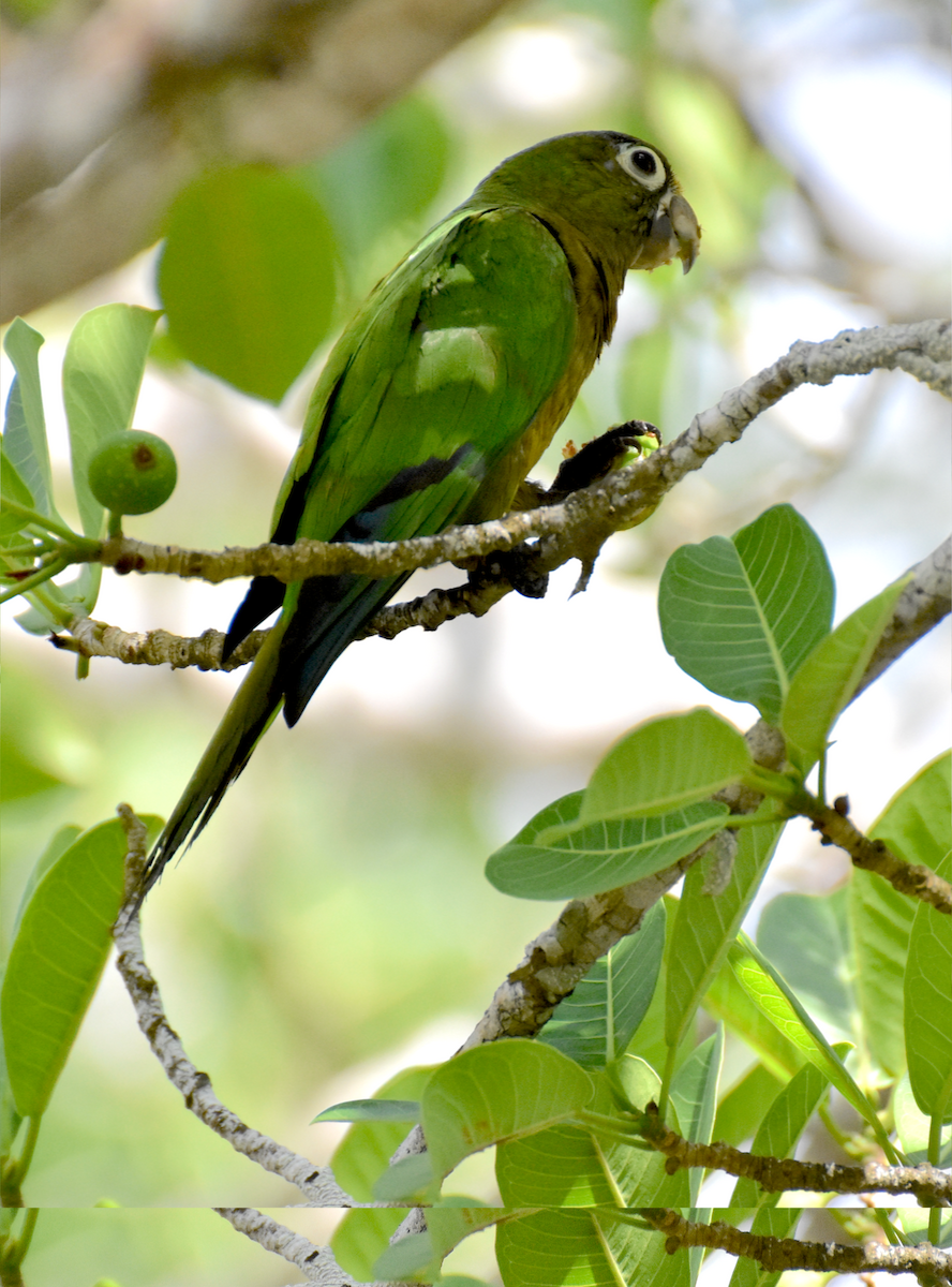 Olive-throated Parakeet (Aztec) - Donald Alexander