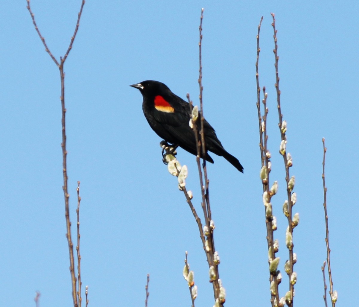 Red-winged Blackbird - ML149673101