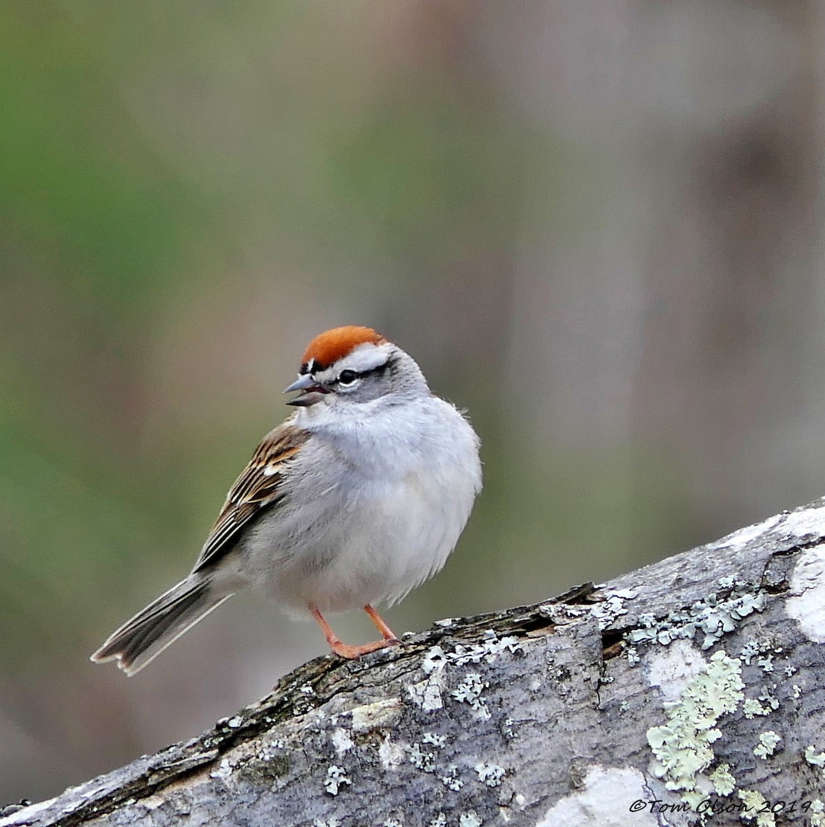 Chipping Sparrow - ML149673831