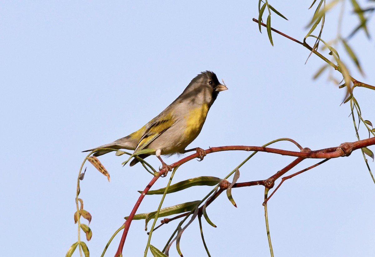 Lawrence's Goldfinch - ML149675861