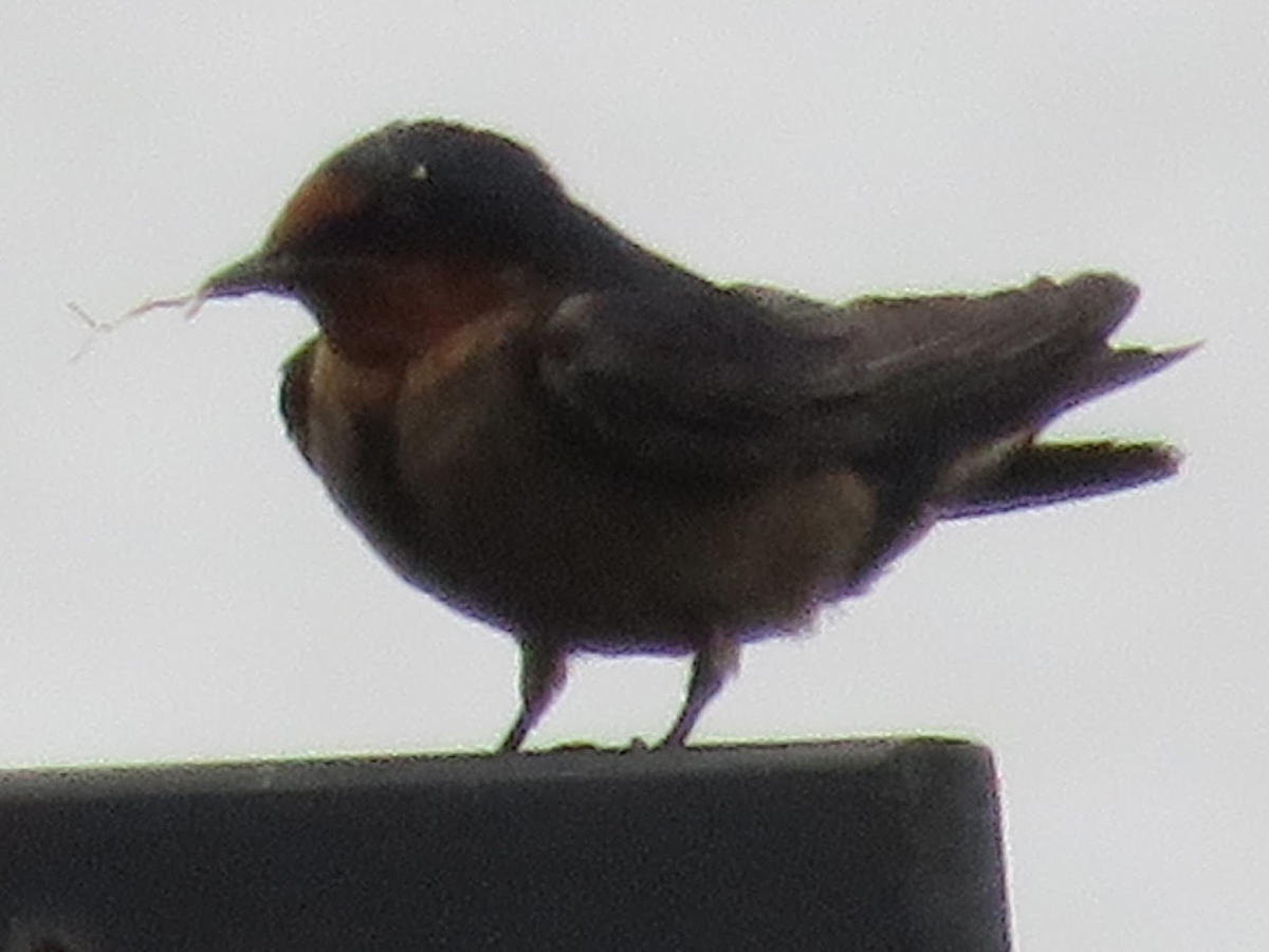 Pacific Swallow - ML149675911