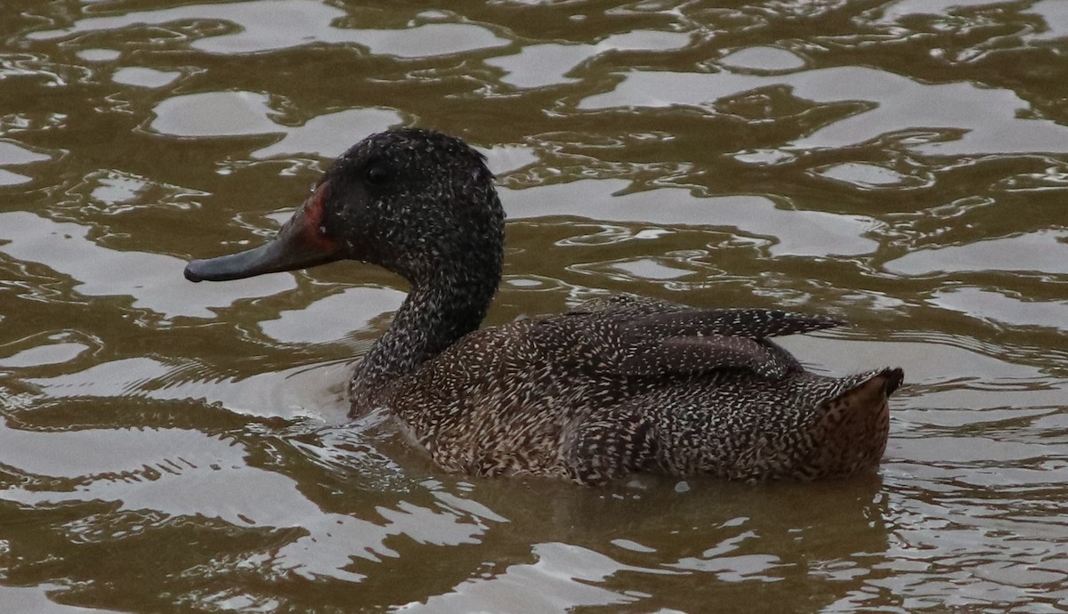 Freckled Duck - ML149676151