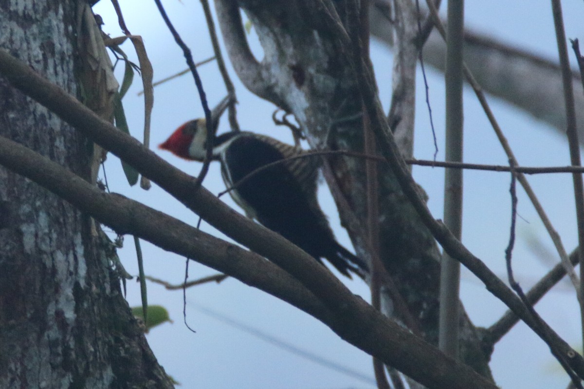 Crimson-crested Woodpecker - Ken Oeser