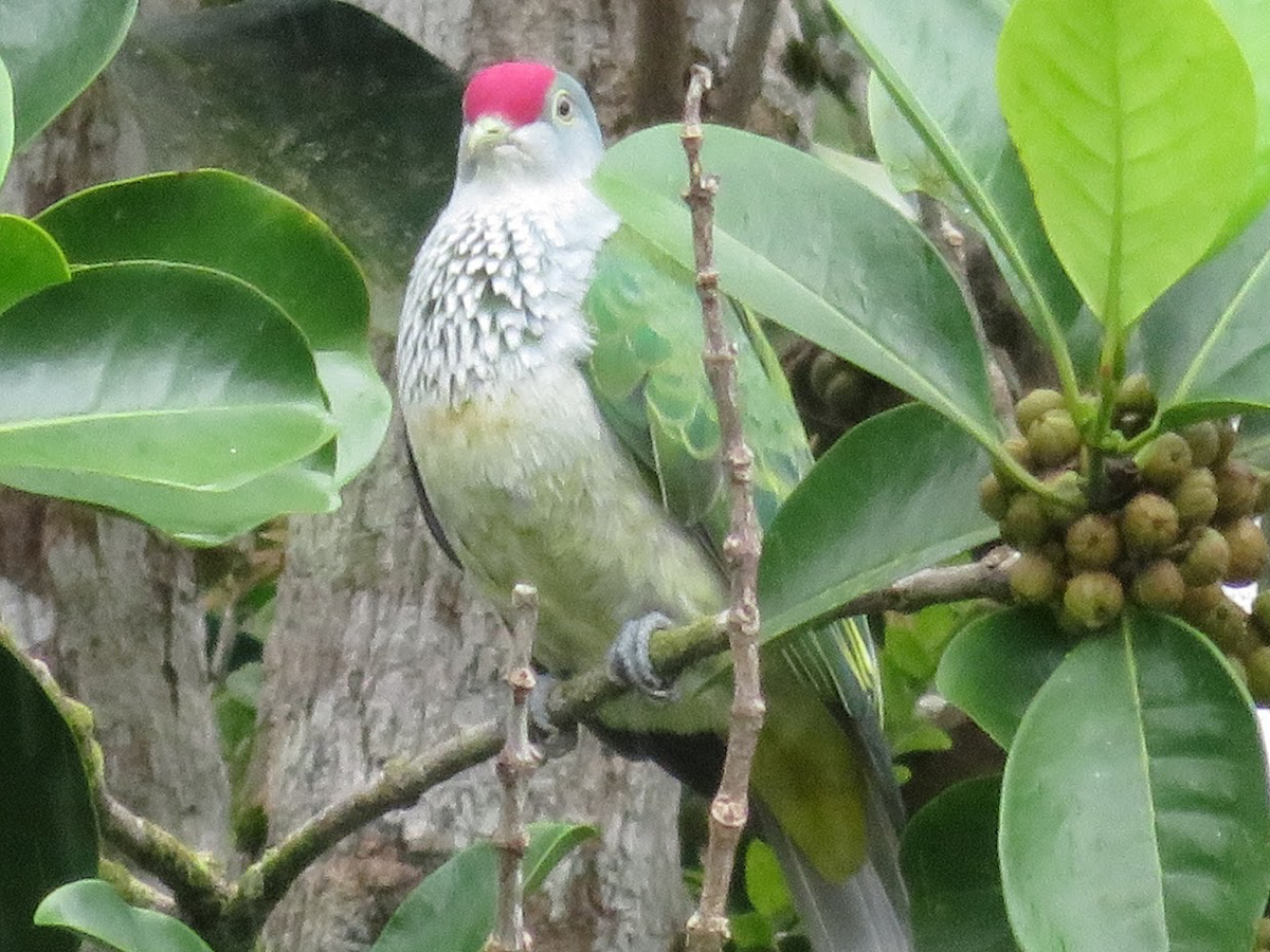 Many-colored Fruit-Dove - ML149678021