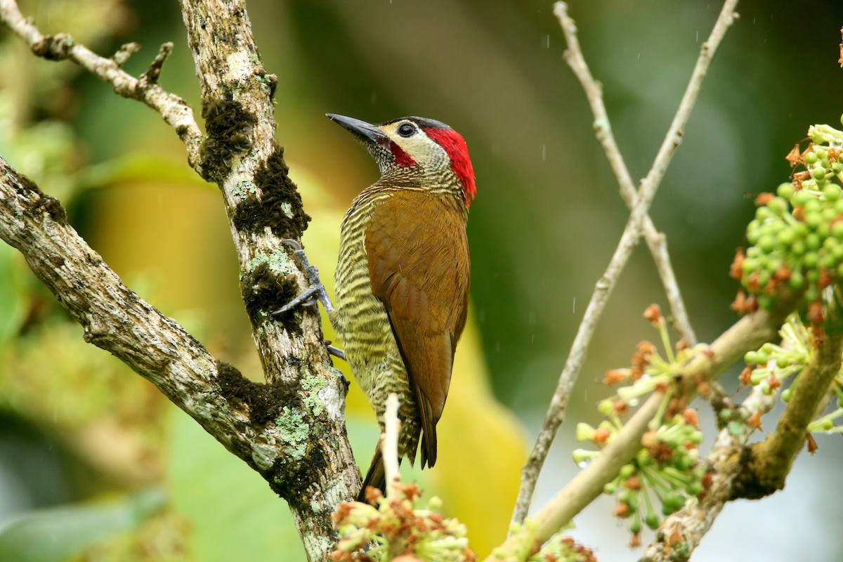 Golden-olive Woodpecker - Ken Oeser