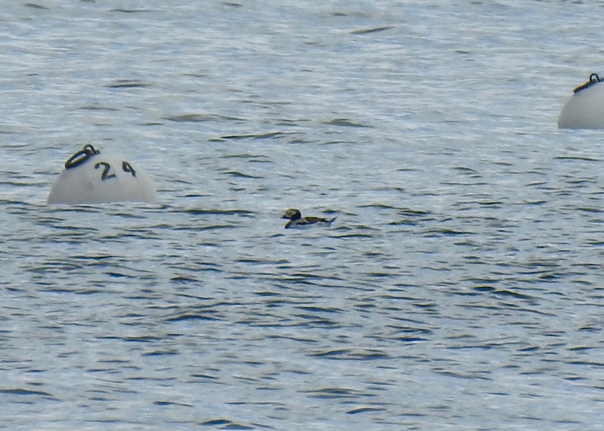 Long-tailed Duck - Ron Pozzi