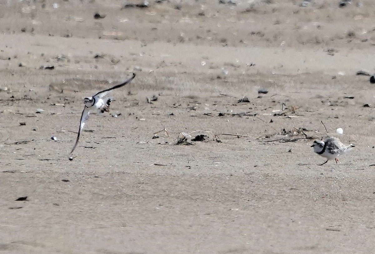 Piping Plover - ML149681211