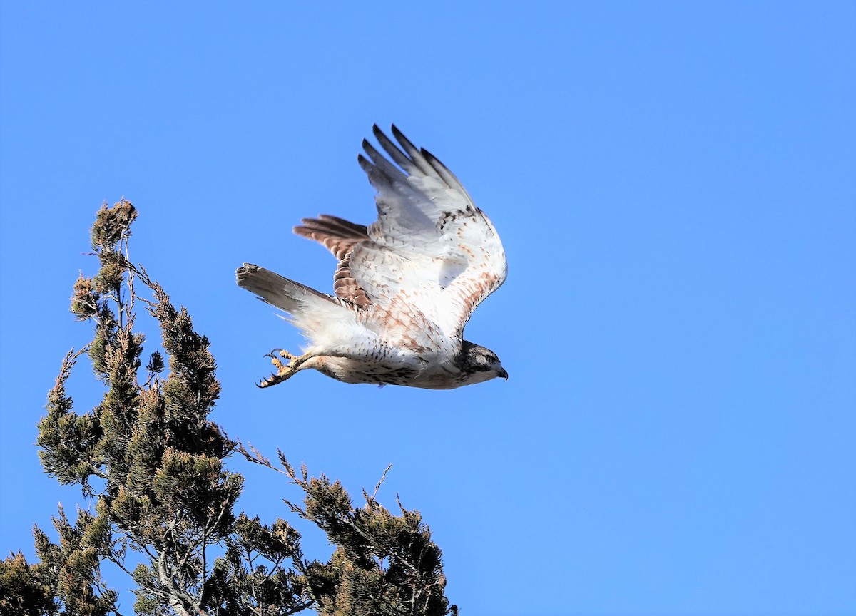 Red-tailed Hawk - ML149682101