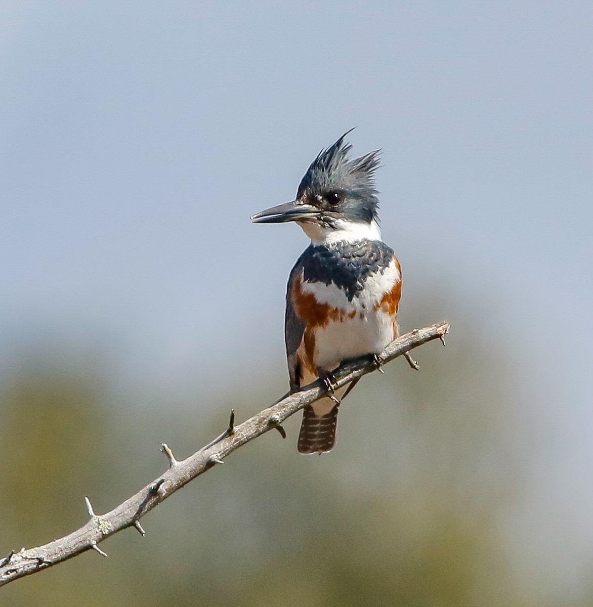 Belted Kingfisher - ML149684181