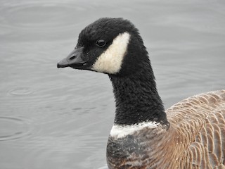 Cackling Goose (minima), ML149688911
