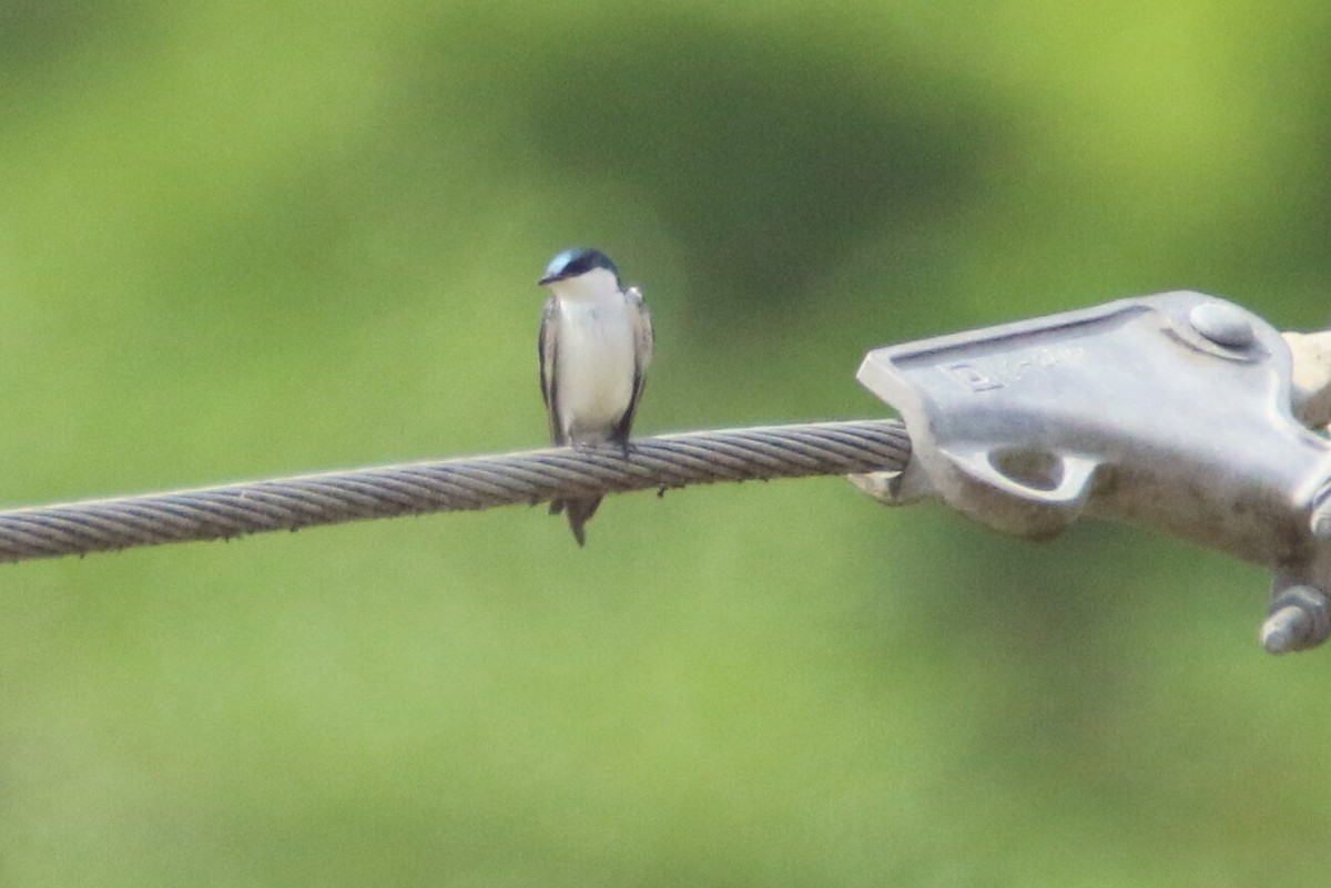 White-winged Swallow - ML149689191