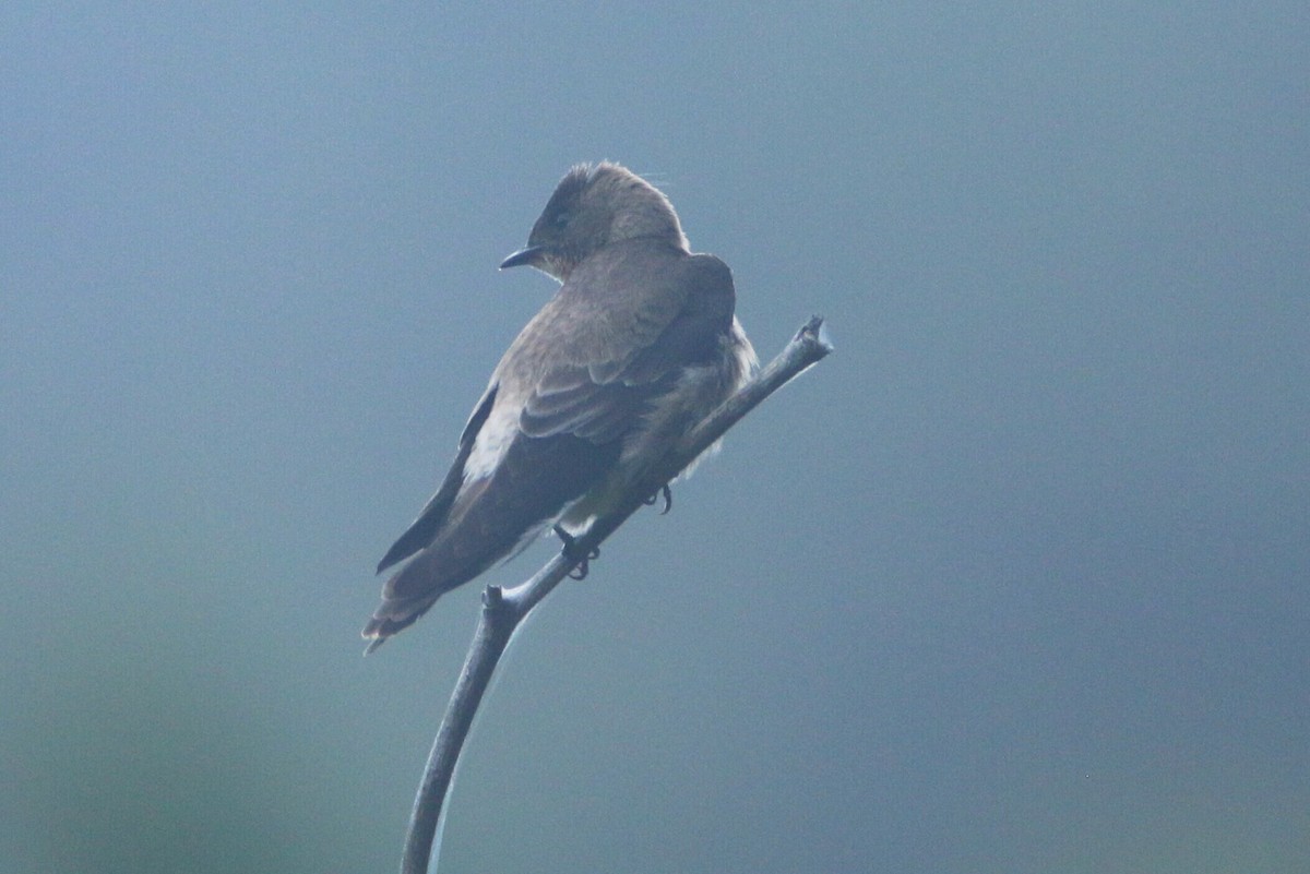 Southern Rough-winged Swallow - ML149691641