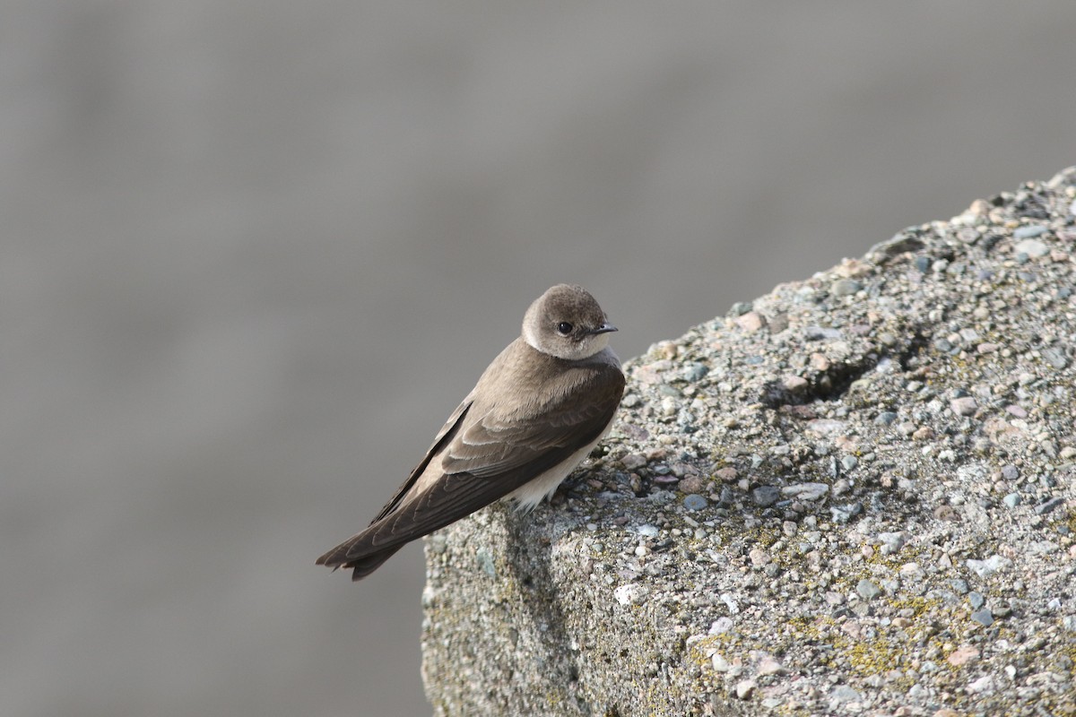 Northern Rough-winged Swallow - Stephen Baird