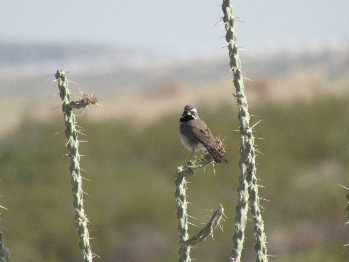 Black-throated Sparrow - Moisés Arellano
