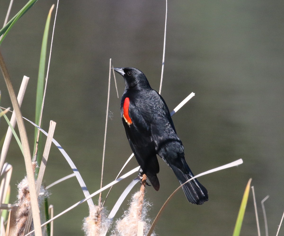 Red-winged Blackbird - ML149695541