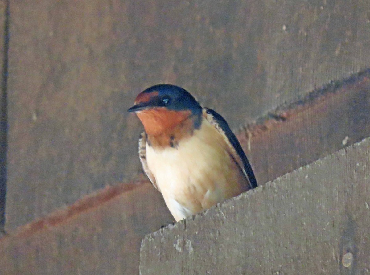 Barn Swallow - Sharon Hull