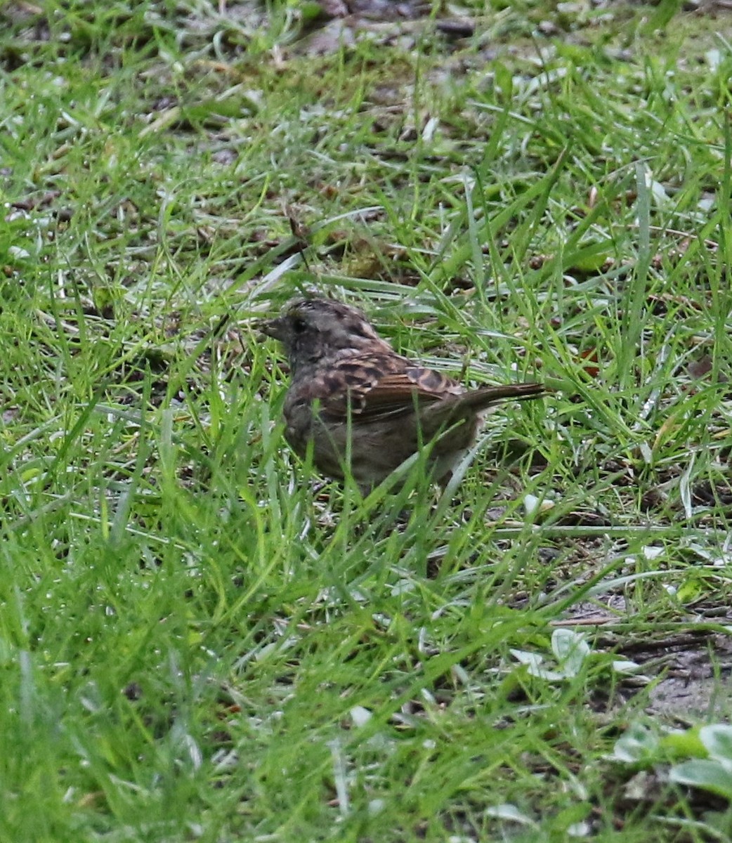 White-throated Sparrow - Bradley Waggoner