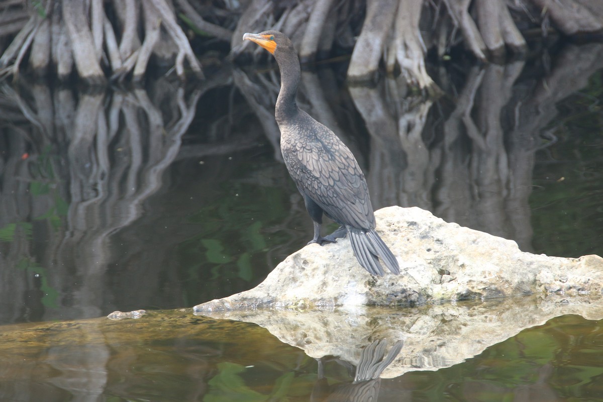 Double-crested Cormorant - Ken Oeser