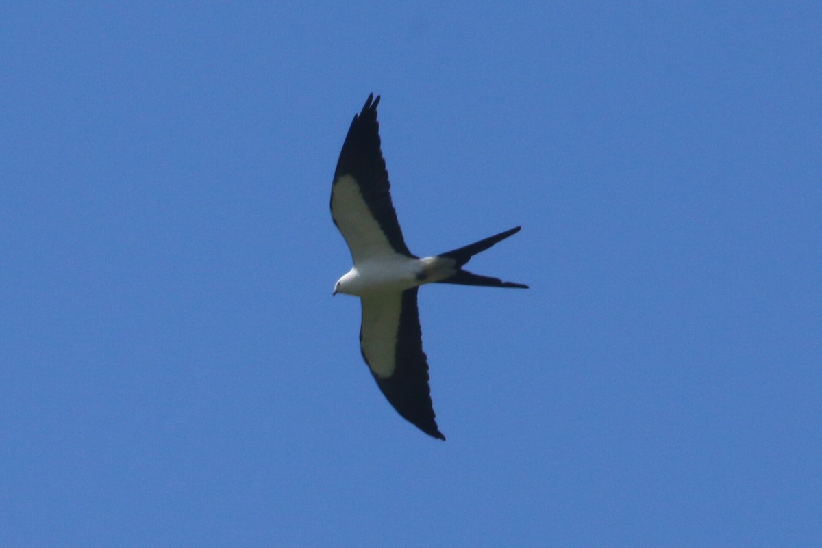 Swallow-tailed Kite - Ken Oeser