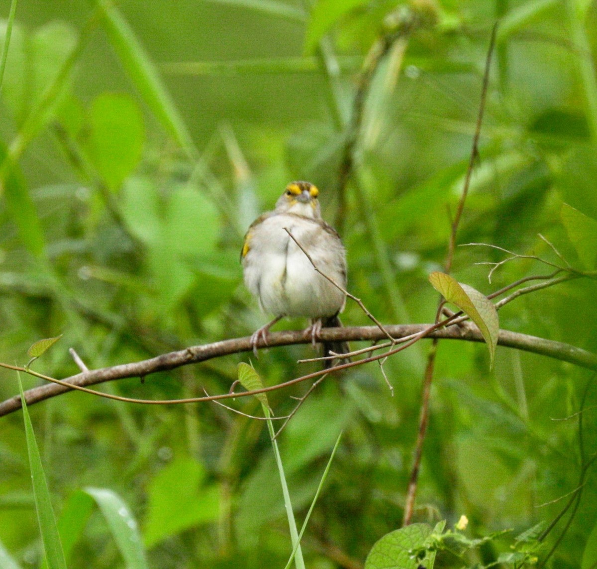 Yellow-browed Sparrow - Susan Mac